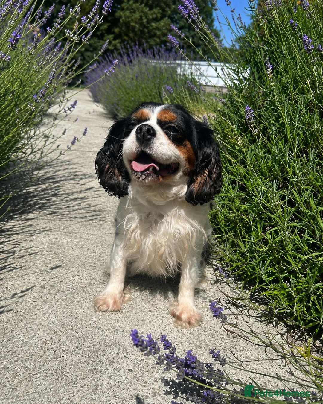 Cavalier King Charles Spaniel dogs for sale: Beautiful girl looking for a lovely home - Advert 3