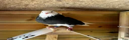 Pigeons birds for sale: Quality pigeons for sale  - Advert 7