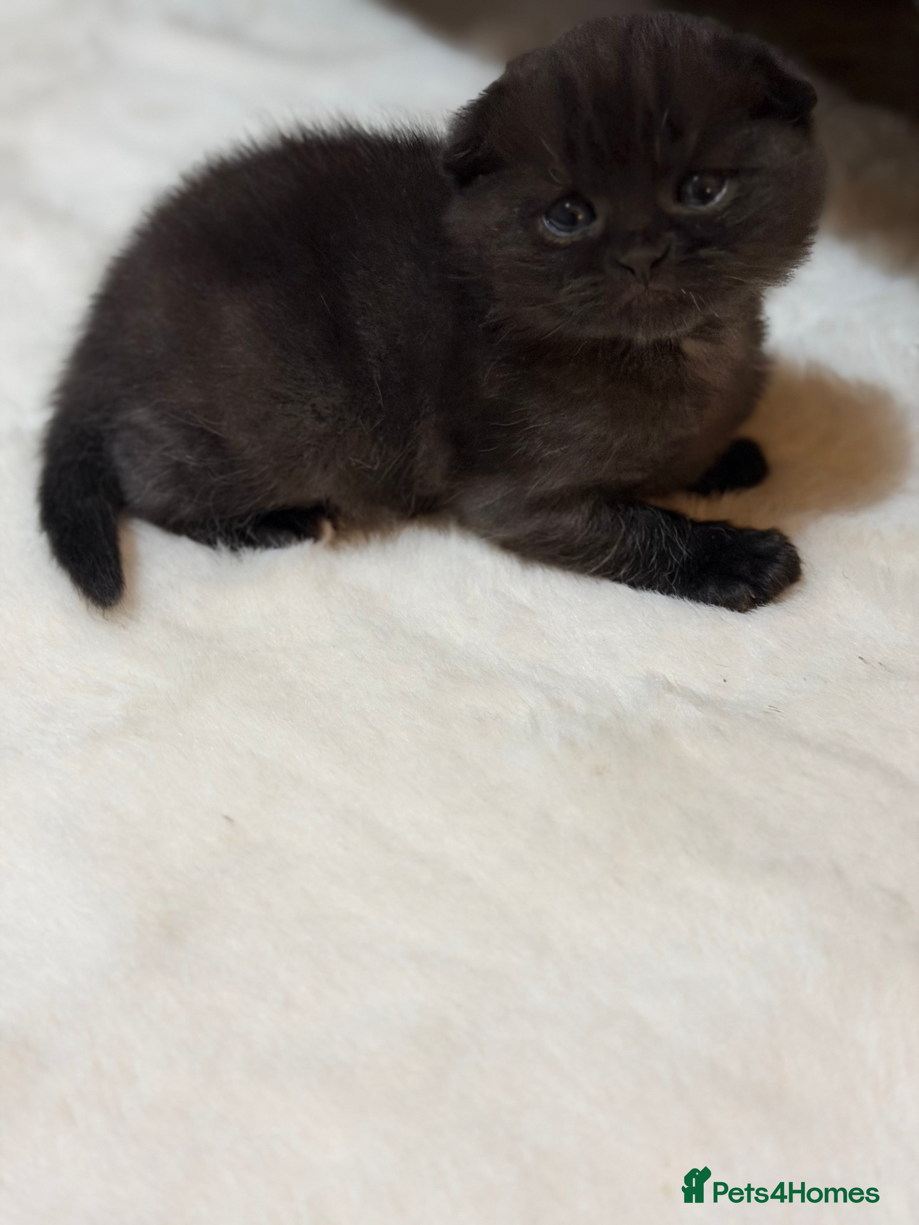Scottish Fold cats male Scottish fold kitten - Advert 15
