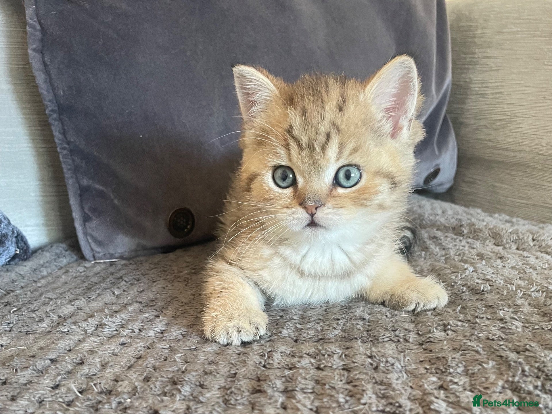 British Shorthair cats TICA reg black golden kittens  - Advert 5