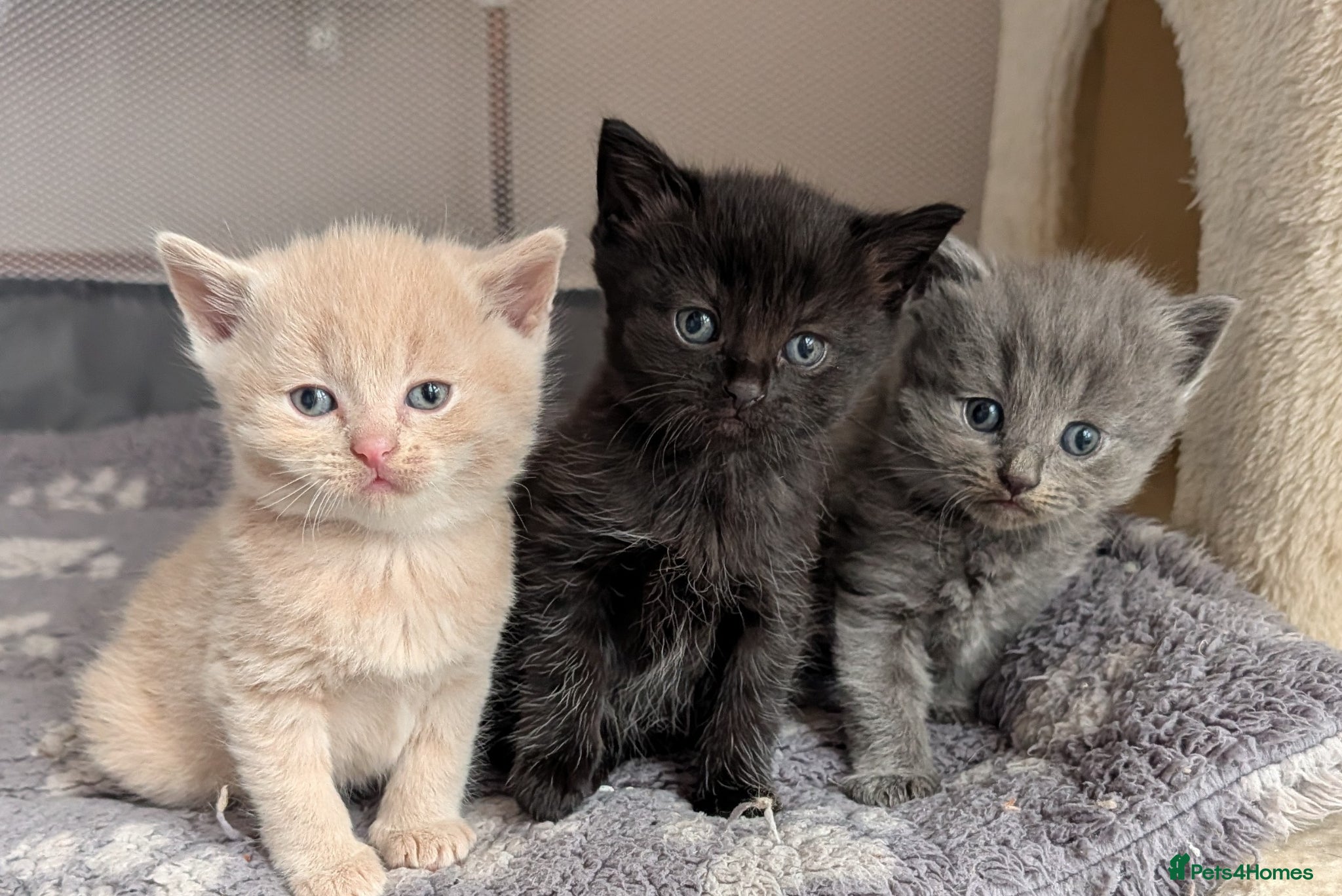 British Shorthair cats Pedigree British Shorthair Kittens - Advert 17