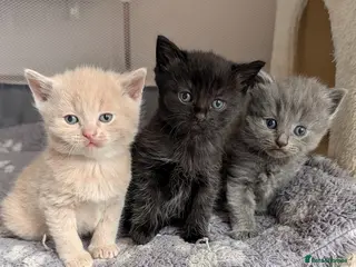 British Shorthair cats Pedigree British Shorthair Kittens - Advert 13