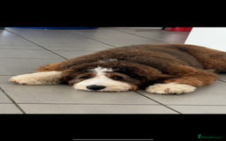Bernedoodle dogs for stud: Proven Bernedoodle Stud Available for Breeding 🐾 - Image 3