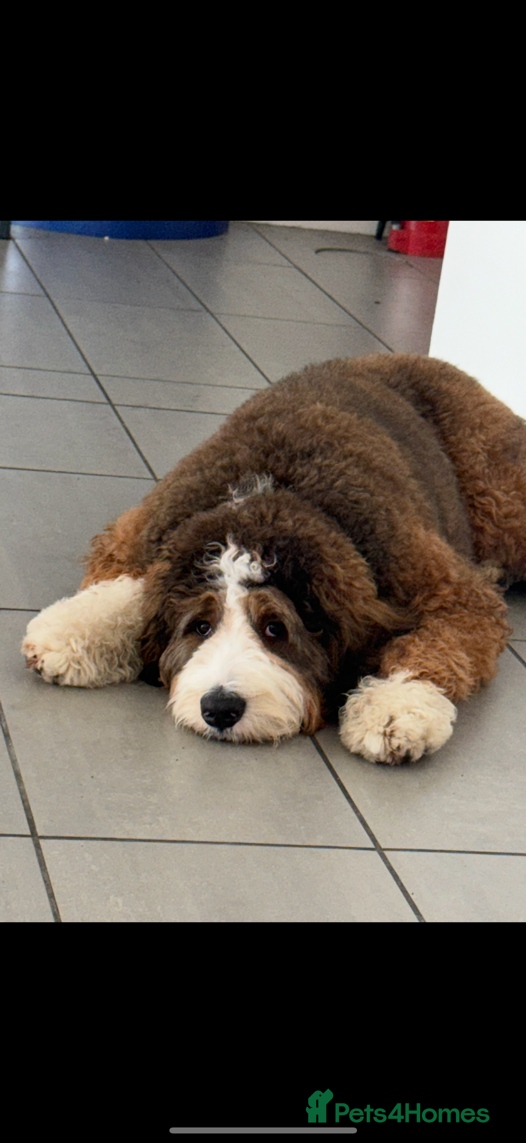 Bernedoodle dogs for stud: Proven Bernedoodle Stud Available for Breeding 🐾 - Image 3