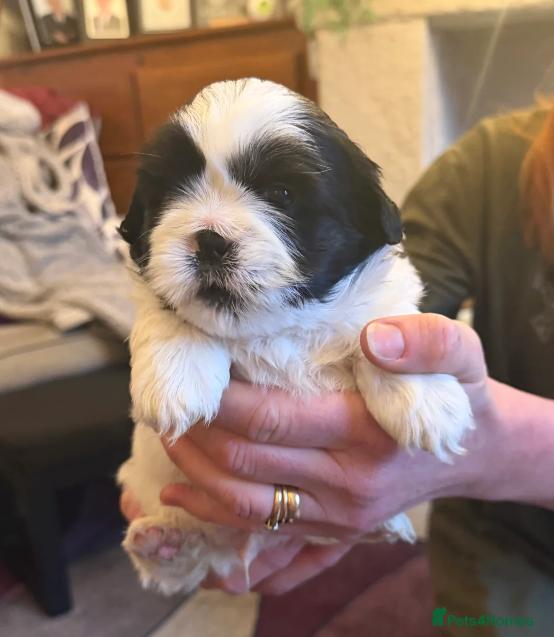 Shih Tzu dogs for sale: Beautiful Shih Tzu’s - STUNNING pure breds - Advert 15