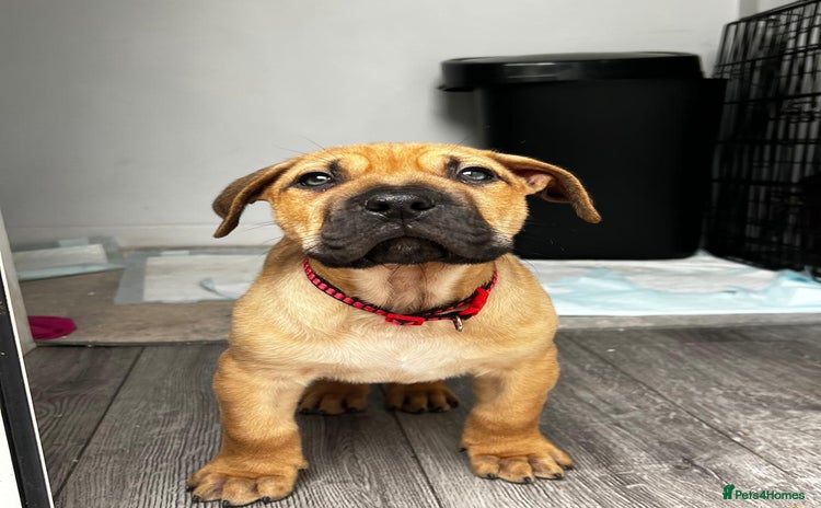 Presa Canario dogs - Advert 1