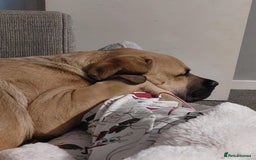 Mixed Breed dogs for sale: Woody - Image 1