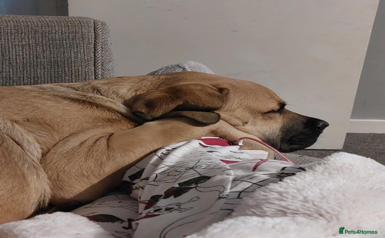 Mixed Breed dogs - Advert 1