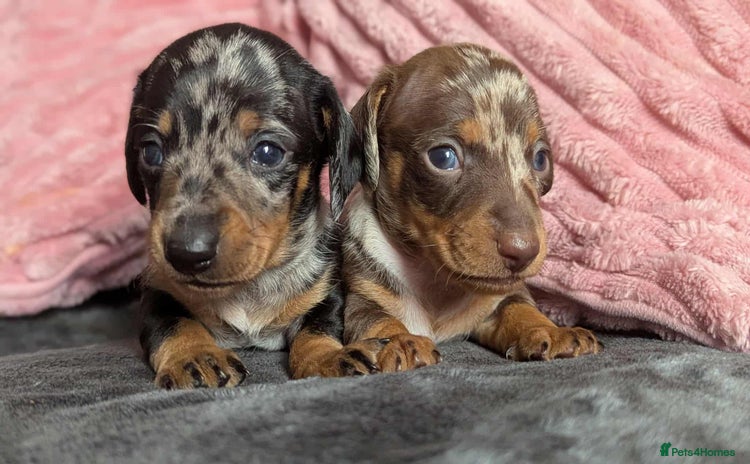 Miniature Dachshund dogs - Advert 7