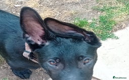 German Shepherd dogs for sale: Female Black German Shepherd Puppy in London - Image 4
