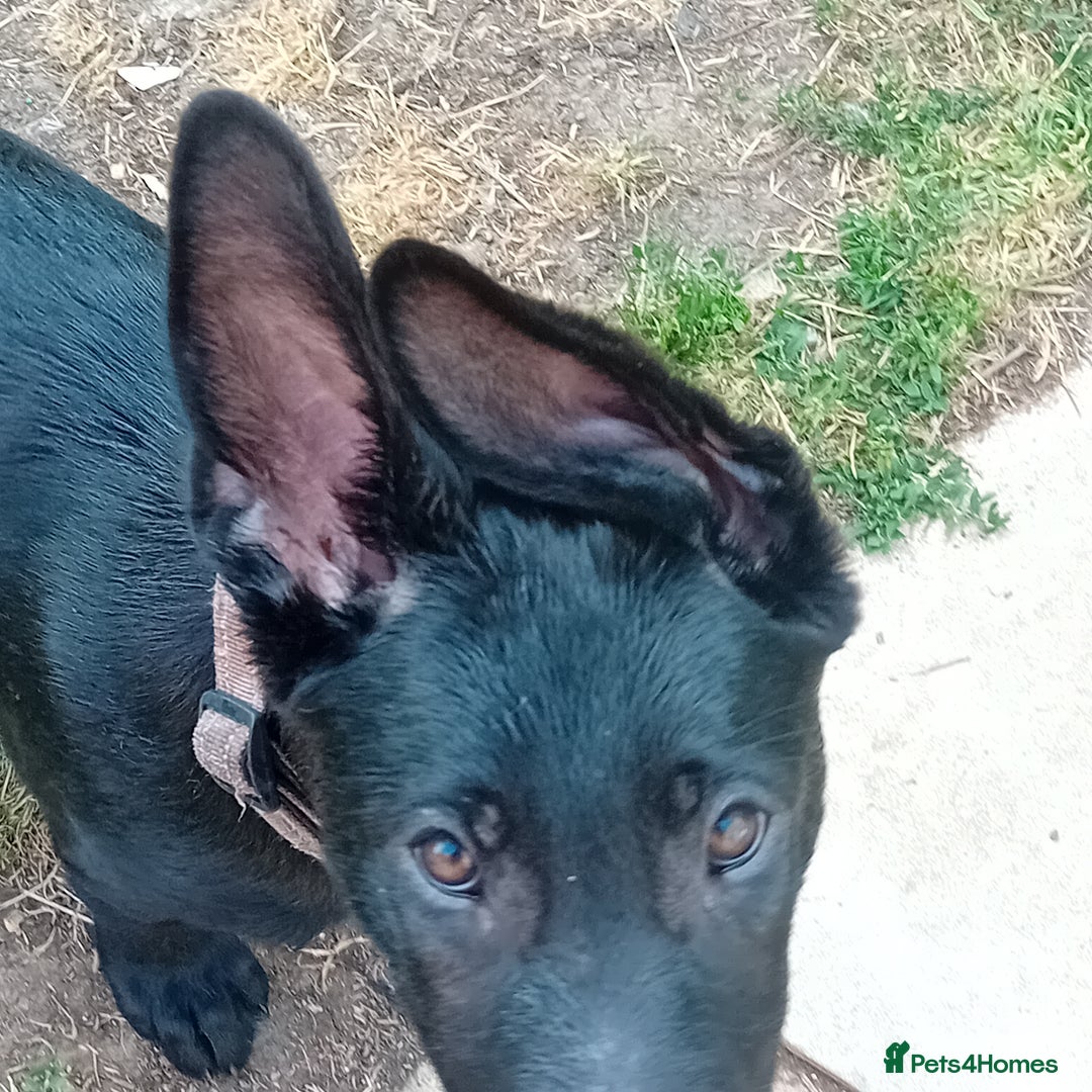 German Shepherd dogs for sale: Female Black German Shepherd Puppy in London - Image 4