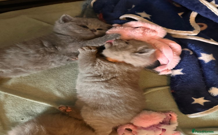 British Shorthair cats - Advert 5