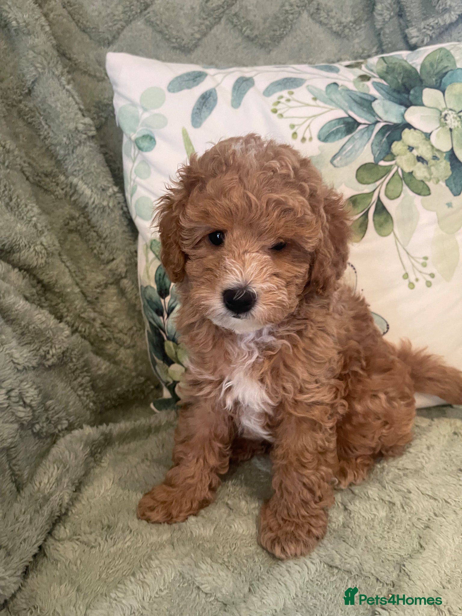 Toy Poodle dogs Toy Poodle  - Advert 12