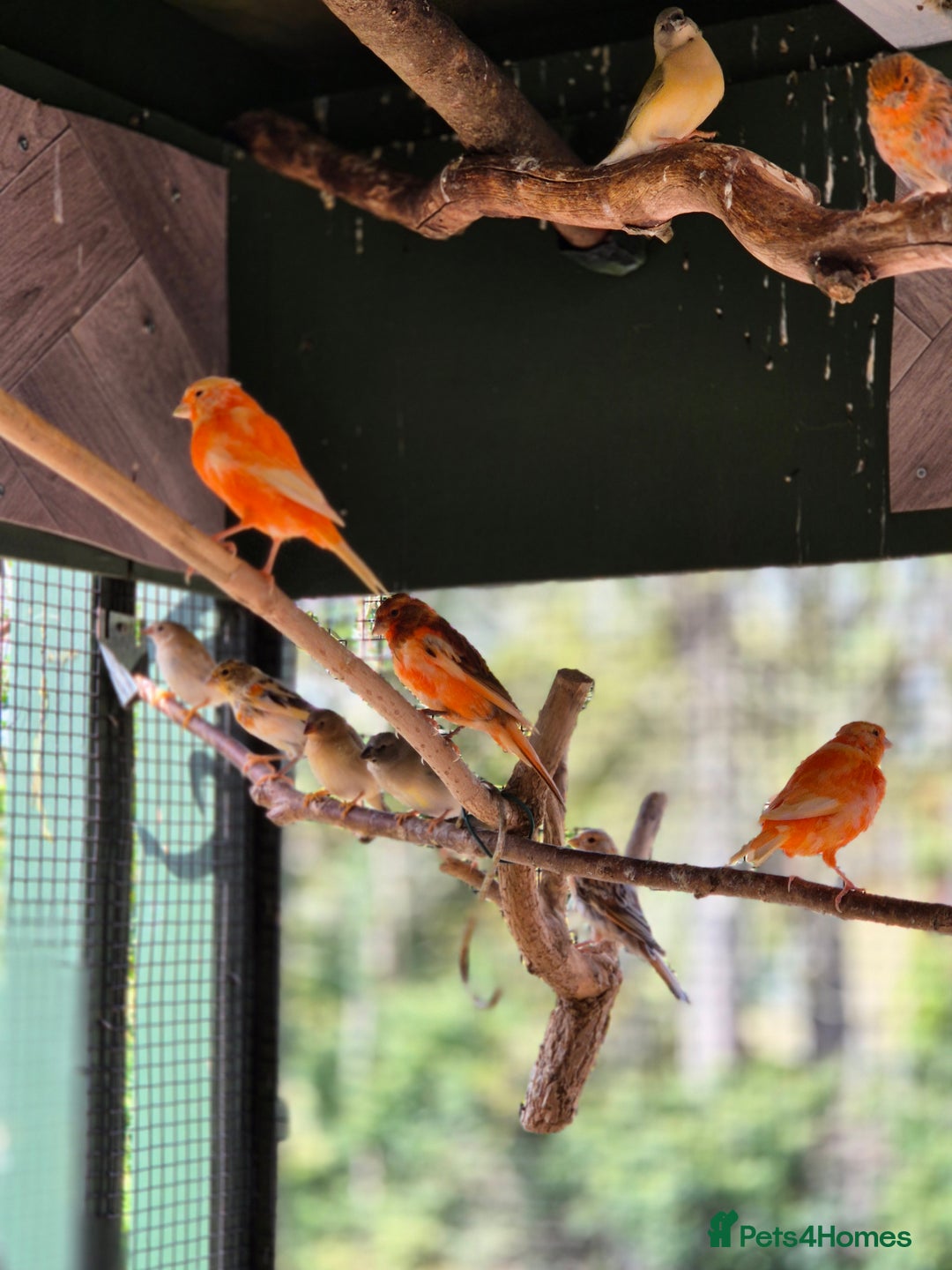 Canaries birds for sale: Canaries for sale beautiful markings  - Image 4