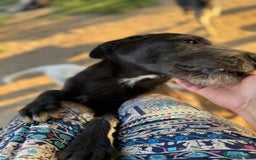 Mixed Breed dogs for adoption: LIA - a Beautiful young Girl, for a Loving Home - Image 3