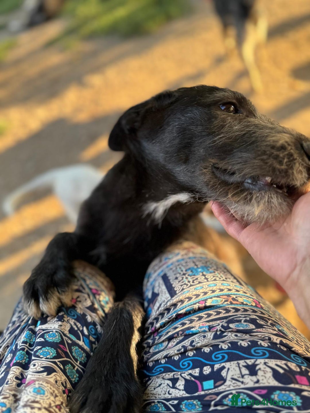 Mixed Breed dogs for adoption: LIA - a Beautiful young Girl, for a Loving Home - Image 3