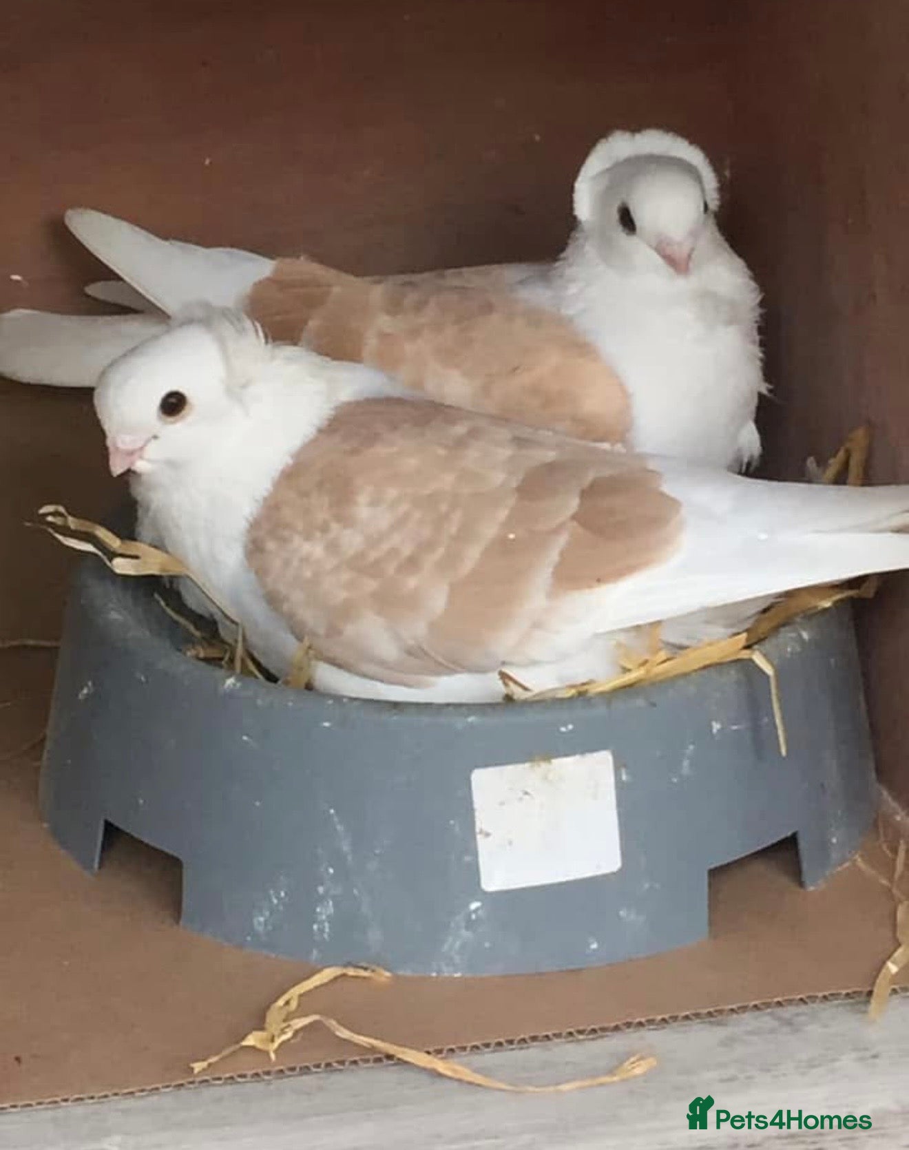 Pigeons birds Beautiful Vaccinated Breeding Pigeons ready to go - Advert 1