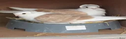 Pigeons birds for sale: Premium Breeding Pigeons Top Quality Pairs Availab - Advert 9