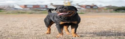 Rottweiler dogs for stud: Beautiful German Rottweiler stud  - Advert 1
