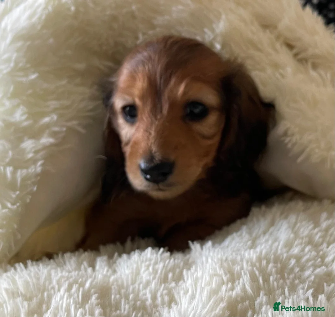Dachshund dogs for sale: Miniature longhaired dachshund Puppies for sale  - Advert 2