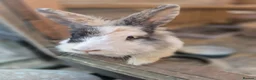 Mixed Breed rabbits for sale: 3 male Lionxlop buns very playful, well handled - Advert 27