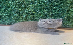 British Shorthair cats for sale: 💕British Shorthair Blue Kittens💕 - Image 6