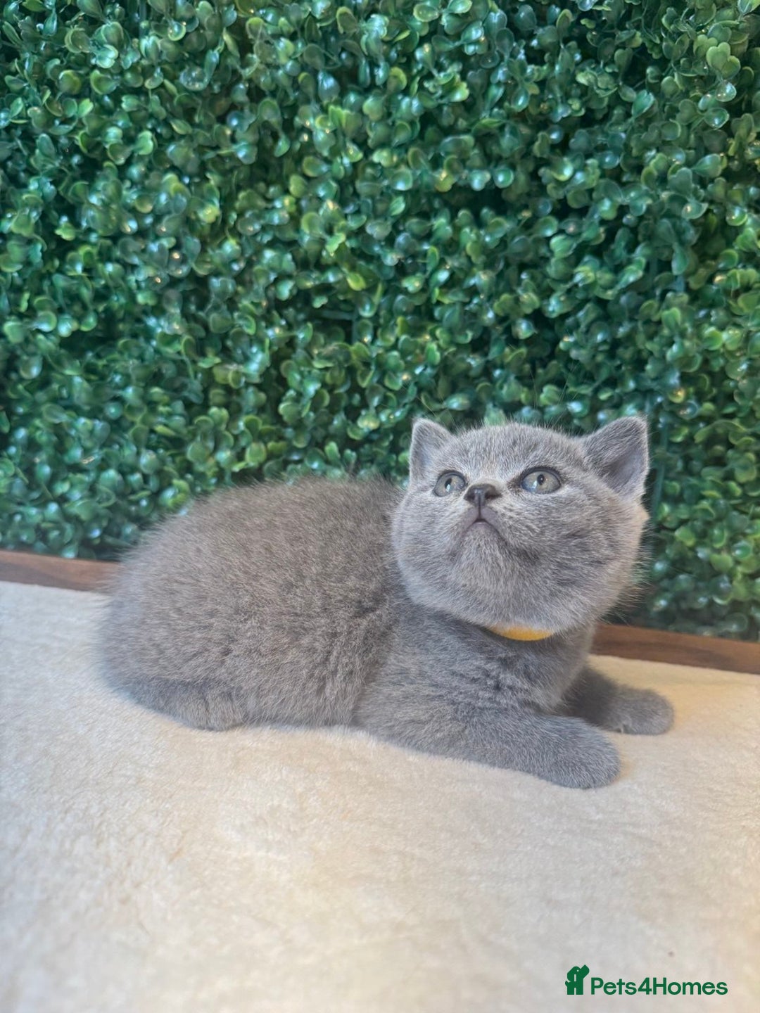 British Shorthair cats for sale: 💕British Shorthair Blue Kittens💕 - Image 6