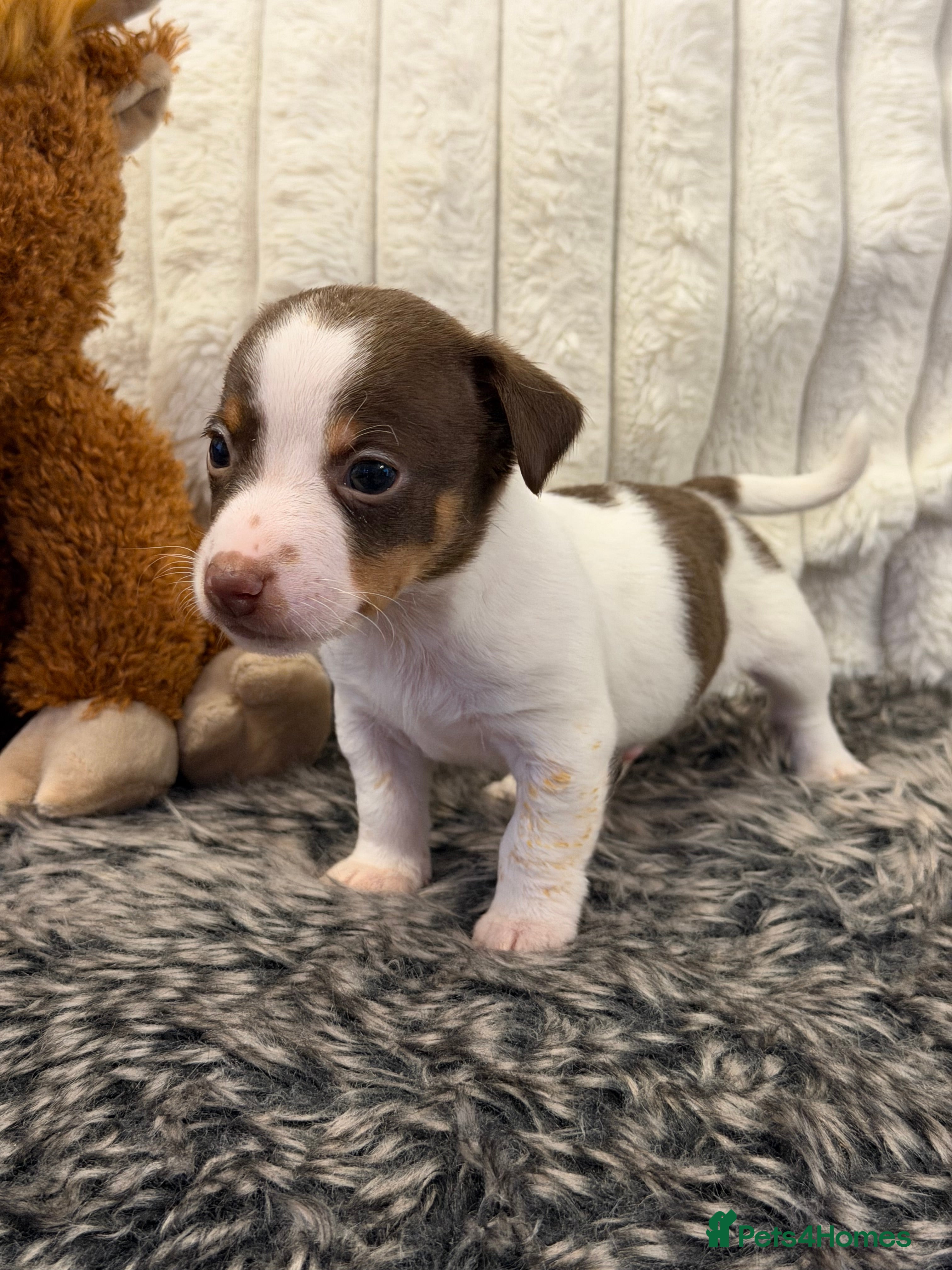 Jack Russell dogs DONJACKS - fully health tested miniature puppies  - Advert 5