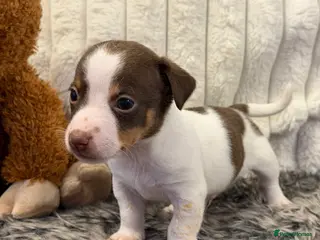 Jack Russell dogs DONJACKS - fully health tested miniature puppies - Advert 5