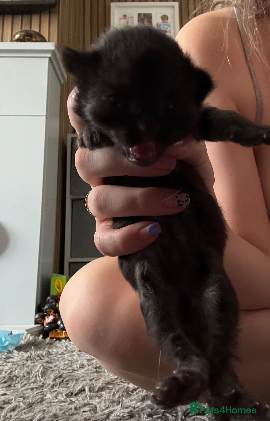 Mixed Breed cats for sale: Mixed breed kittens  - Advert 7