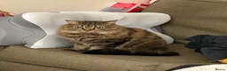 Mixed Breed cats for sale: Friendly female cat - Advert 4