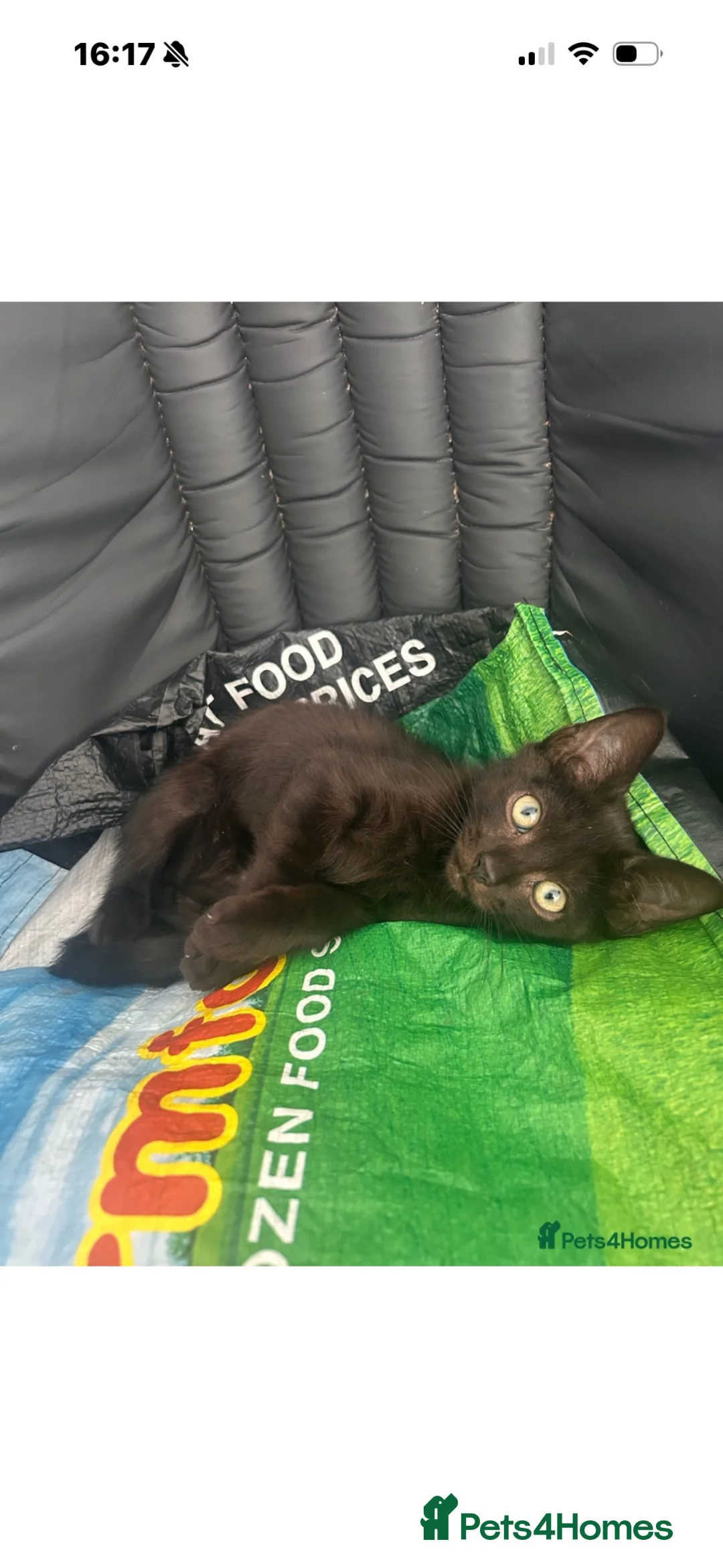 Mixed Breed cats for sale: Ragdoll x tabby  in South Ockendon - Advert 5