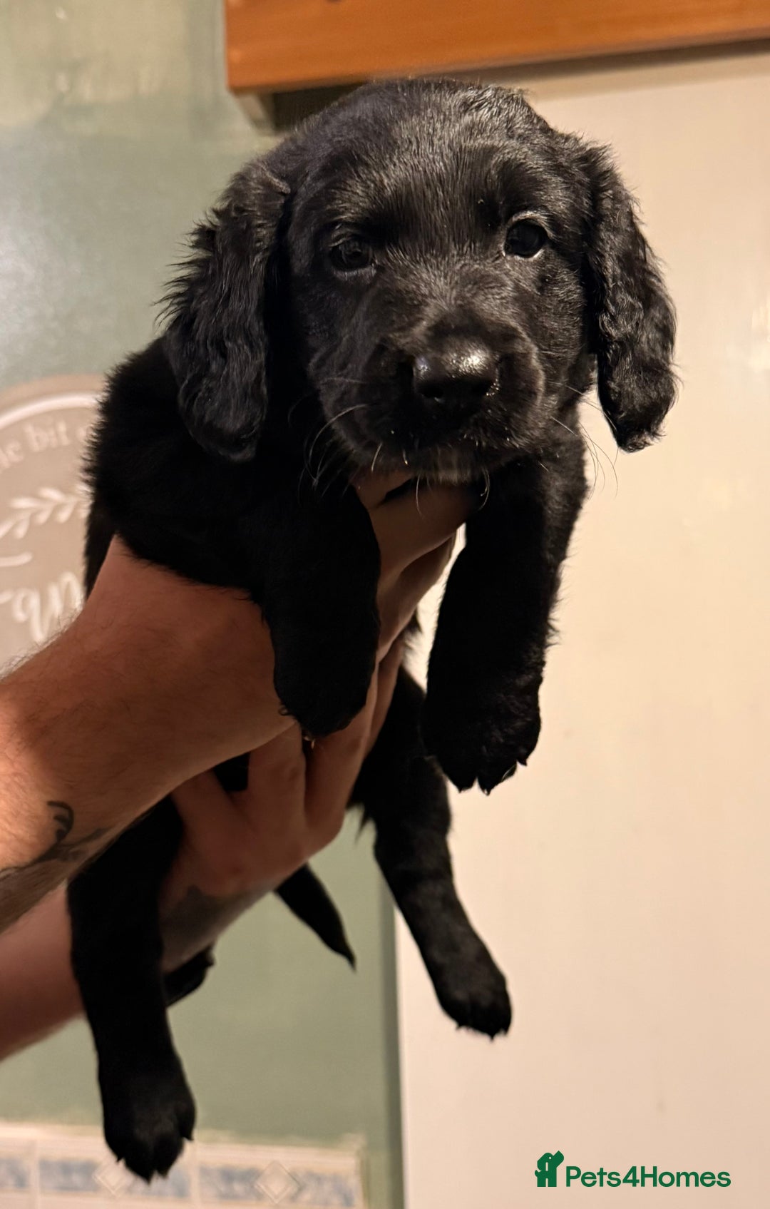 Mixed Breed dogs for sale: Border collie x cocker spaniel  - Advert 7