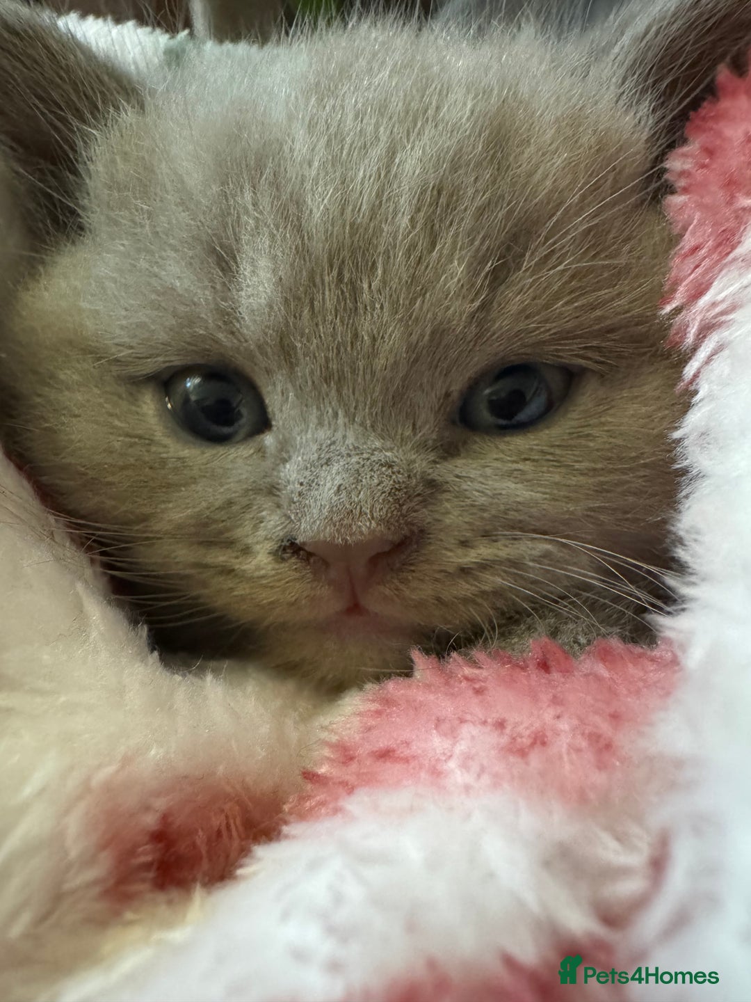 British Shorthair cats for sale: Beautiful British short hair kitten  - Image 22
