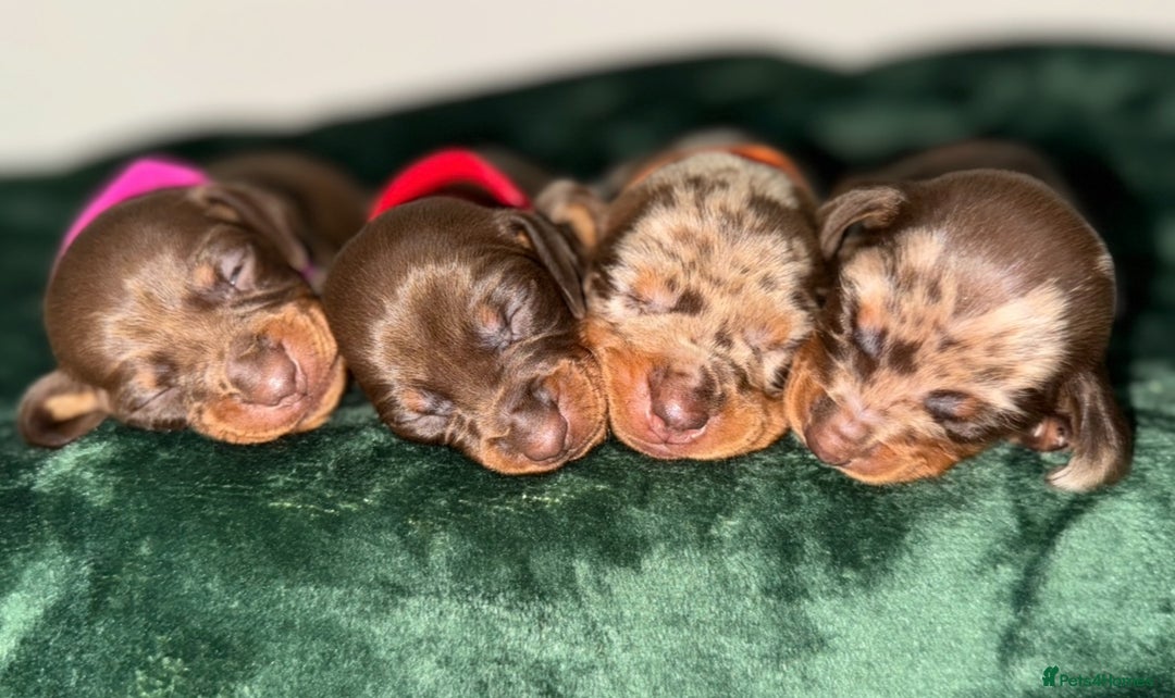 Miniature Dachshund dogs for sale: ‼️‼️Miniature Dachshund Puppies ‼️‼️ - Image 5