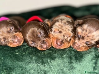 Miniature Dachshund dogs - Advert 32