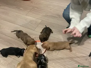 Miniature Dachshund dogs 3 female miniature dachshunds still available. - Advert 7