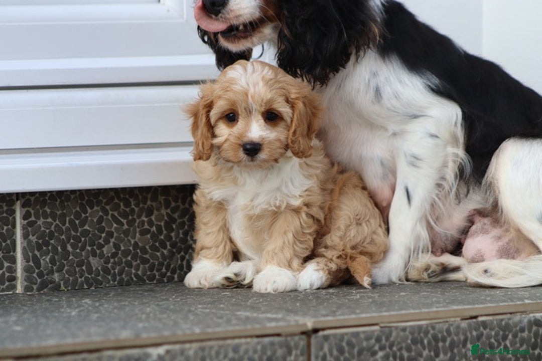 Cavapoo dogs for sale: F1 Cavapoo puppies for sale - Image 16