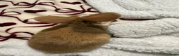 Mixed Breed rabbits for sale: Rabbits aged 5 weeks currently in Portsmouth - Advert 25