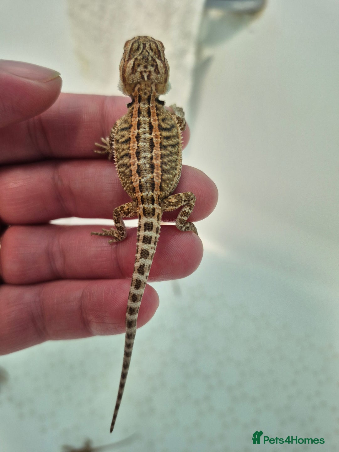 Bearded Dragon reptiles for sale: Bearded dragons  - Image 10