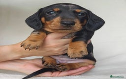 Miniature Dachshund dogs for sale: Playful miniature Dachshunds... - Advert 6