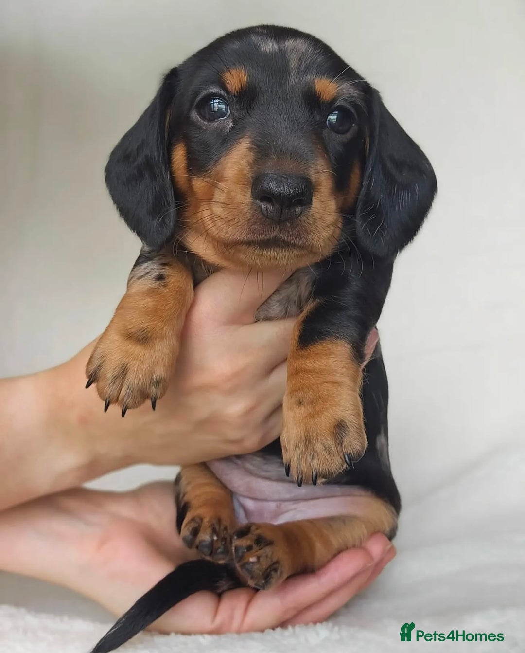 Miniature Dachshund dogs for sale: Playful miniature Dachshunds... - Advert 6