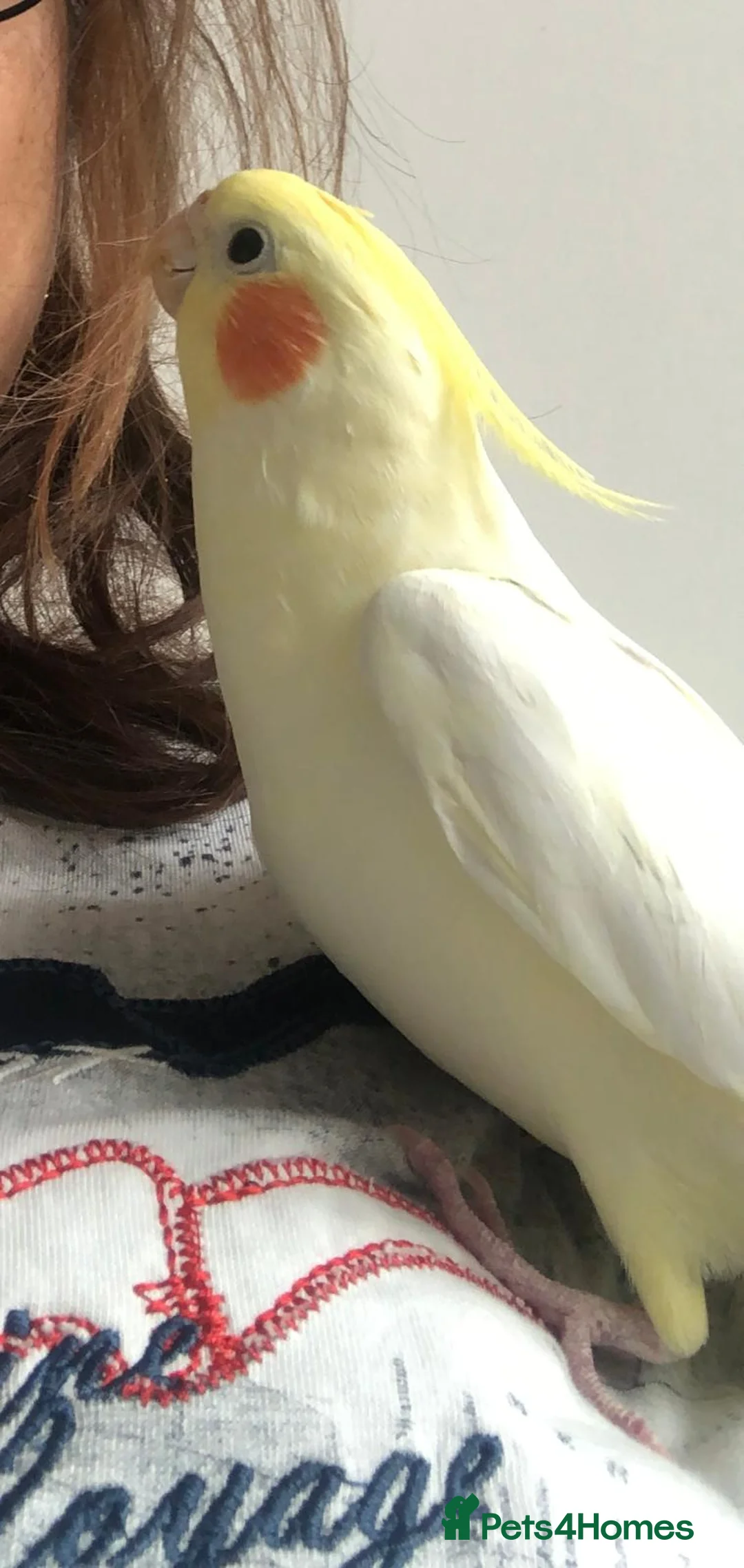 Cockatiels birds for sale: Beautiful Yellow Cockateil for Sale  - Advert 2