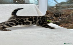 Bengal cats for sale: ❤️ GORGEOUS PURE BENGAL KITTENS ❤️ - Image 16