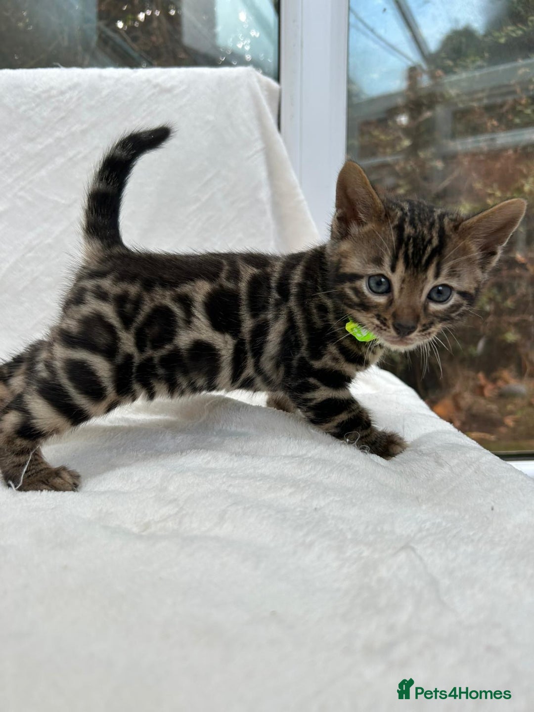Bengal cats for sale: ❤️ GORGEOUS PURE BENGAL KITTENS ❤️ - Image 16