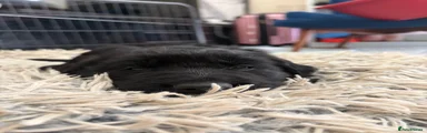 Flat coated Retriever 3 Purple