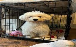Maltese dogs for sale: Gorgeous Maletese needs rehoming.  - Image 6