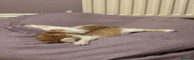 Mixed Breed 3 mostly ginger and white 