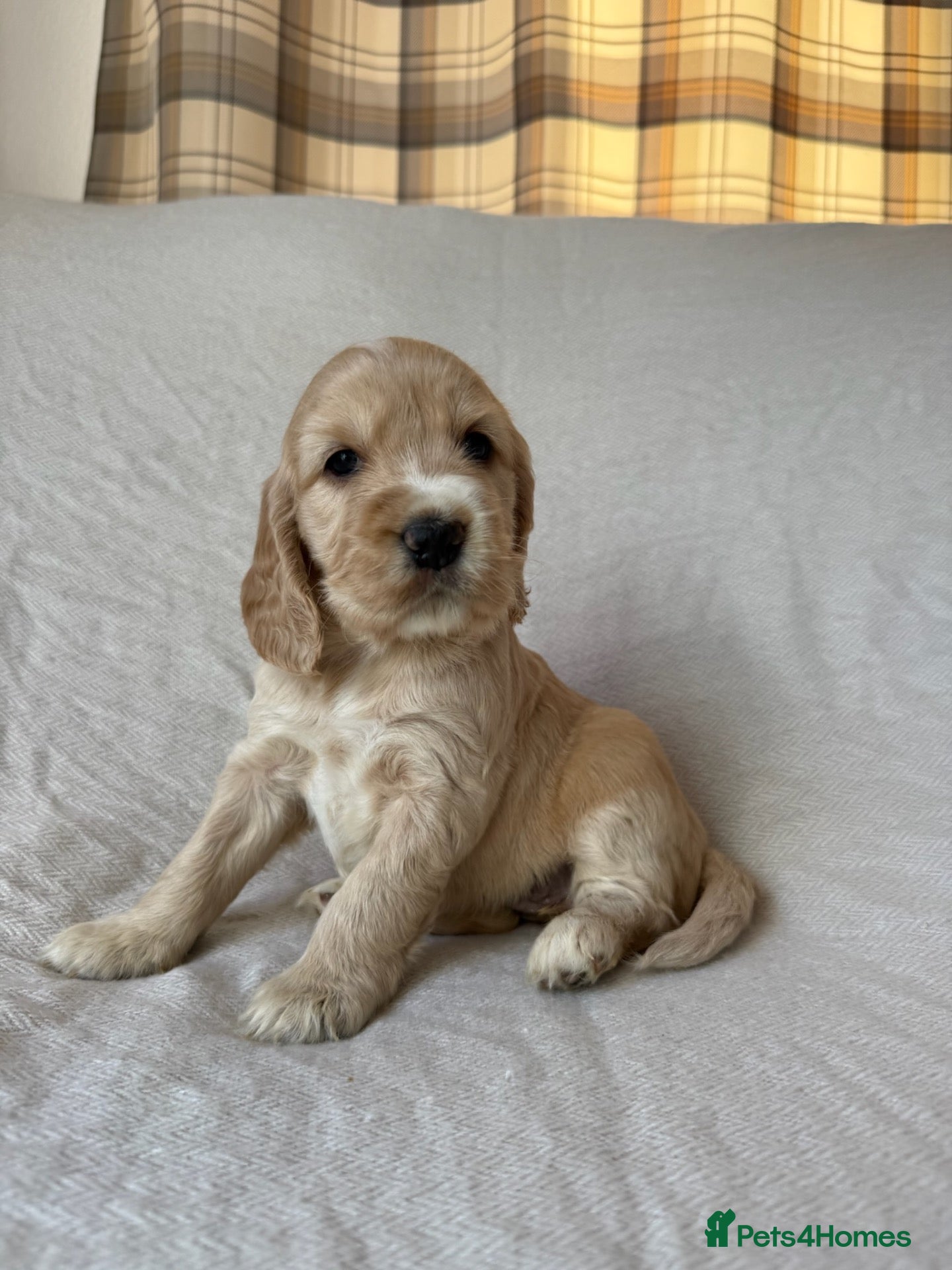 Mixed Breed dogs RARE MINIGOLDEN RETRIEVERS/DAKOTA SPORT RETRIEVERS - Advert 1