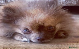 Pomeranian dogs for sale: Female pom 3 years old read description  - Image 5